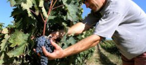 El consumo de vino ecológico crece del orden de un 5% anual