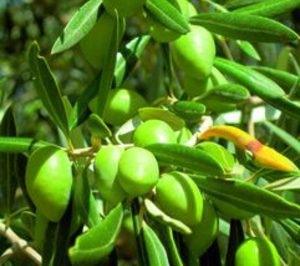 La Pontanense realizará mejoras en sus instalaciones de aderezo