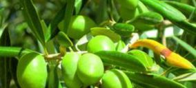 La Pontanense realizará mejoras en sus instalaciones de aderezo