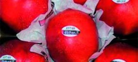 Frutas Esther presupuesta 1,5 M para mejoras productivas