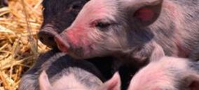 Carne de porcino: Concentración forzosa