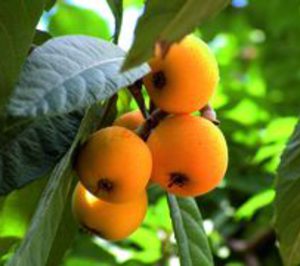 Frutas de Hueso: Campaña pasada por agua