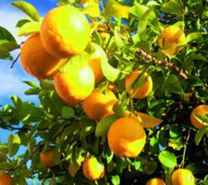 Frutas Poveda ultima la ampliación de sus instalaciones