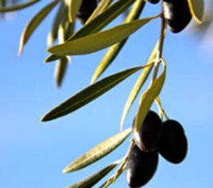 Almazaras de la Subbética invertirá 1 M€ en su área de molturación