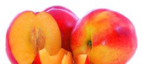 El sector de frutas de hueso apuesta por la renovación varietal