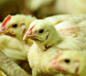 Sector Avícola: Necesita rentabilidad