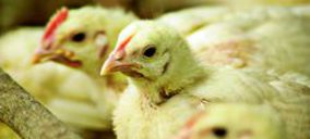 Sector Avícola: Necesita rentabilidad