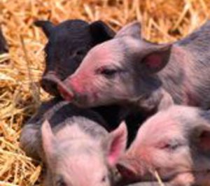 El sector de carne de porcino avanza en su concentración