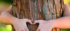 Nace PinVita de la mano de Danisco y Arboris