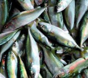 Fricam inaugura su factoría de pescado congelado, tras invertir 7 M€