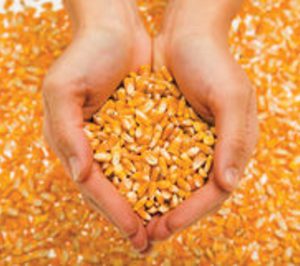 La producción mundial de bioplásticos se duplicará