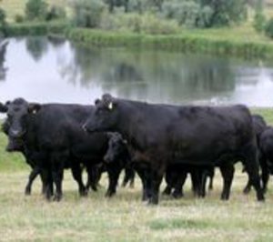 Iberangus abre instalaciones en Mercamadrid con tienda y exposición