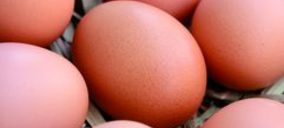 Huevos: En espera de tiempos mejores