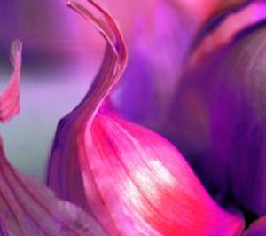 Coop. San Isidro El Santo estudia su entrada en IV Gama