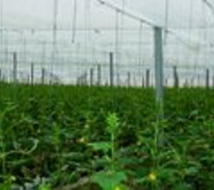 Agrícola Perichán incorporará calefacción a sus invernaderos