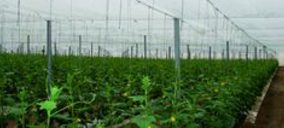 Agrícola Perichán incorporará calefacción a sus invernaderos