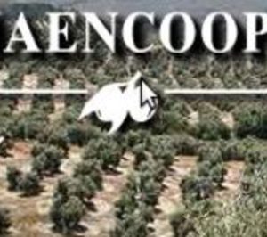 Jaencoop pretende integrar buena parte de las cooperativas aceiteras de Jaén