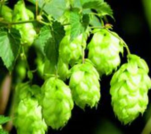 El sector cervecero apuesta por la materia prima nacional