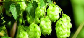 El sector cervecero apuesta por la materia prima nacional