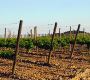 Viñedos del Camino Real, en liquidación