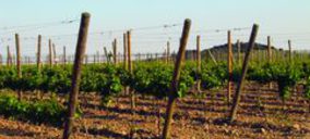 Viñedos del Camino Real, en liquidación