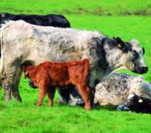 Carne de Importación: El vacuno tira de las compras externas