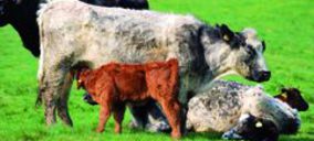 Carne de Importación: El vacuno tira de las compras externas