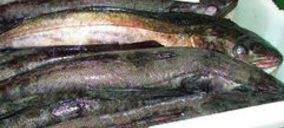 POSA finaliza su planta de pescado