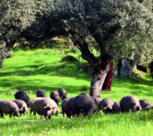 Cárnica Oliventina apura el tiempo