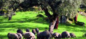 Cárnica Oliventina apura el tiempo