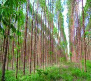 Biomasa de Cantabria avanza en las obras de la planta de Reocín  