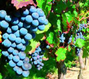 La Unión, cooperativa vitivinícola, presenta un proyecto enoturístico con hotel y spa