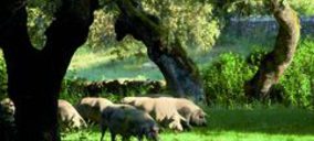 Cerdo Ibérico: Hacia un nuevo mapa sectorial