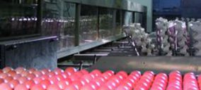 Guissona integrará otra granja de gallinas para abastecer a ‘BonÁrea’