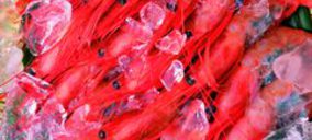 Grupo Moray se hace con Pescados Gutiérrez y amplía su planta