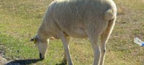 El matadero de Andorra podría abrir a finales de año