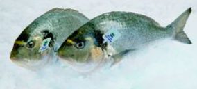 Culmarex retorna a la senda del beneficio