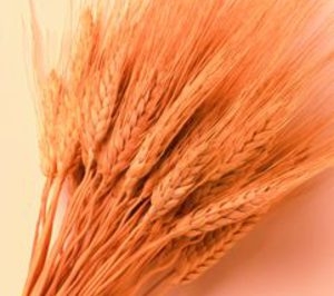 Aprobado el empleo de la fibra prebiótica Brana Vita en Europa