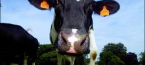 Sector Lácteo: Vacas flacas