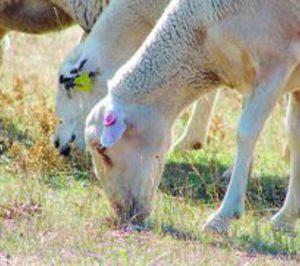 La carne de ovino mira al exterior