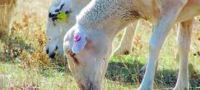 La carne de ovino mira al exterior