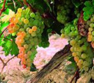 Grupo Estévez adquiere 400 ha en Jerez a Beam Spain