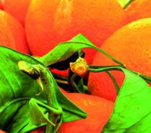 Nuevo plan estratégico de Alzicoop para la actual campaña