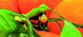 Nuevo plan estratégico de Alzicoop para la actual campaña