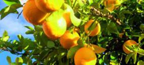 Frutas Naturales desestima la comercialización de naranja y pomelo