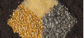 Novamont suministrará envases a una aerolínea