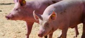 Turolense Ganadera absorbe a Agroalimentaria de Teruel