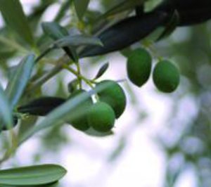 Hojiblanca y Jaencoop darán entrada a sociedades mercantiles