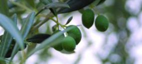 Hojiblanca y Jaencoop darán entrada a sociedades mercantiles