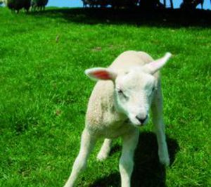 La quesera Hermanos Peña invertirá en una línea de platos preparados